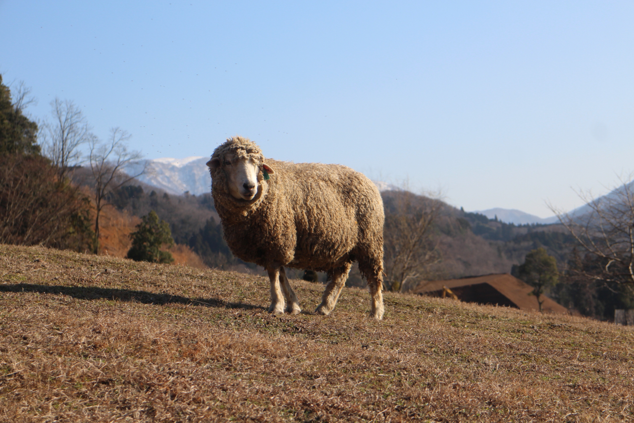 羊さん毛刈りイベント