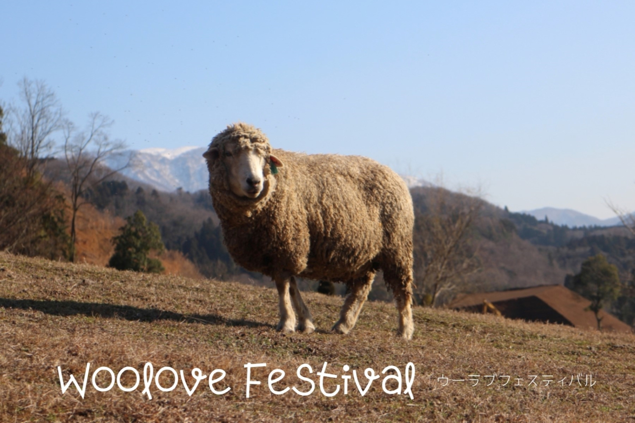 Woolove Festival 羊さん毛刈りイベント開催！