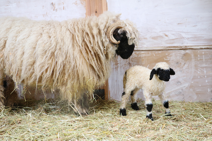誕生‼ 世界一可愛い羊の、赤ちゃん生まれたよ。                                            NEW