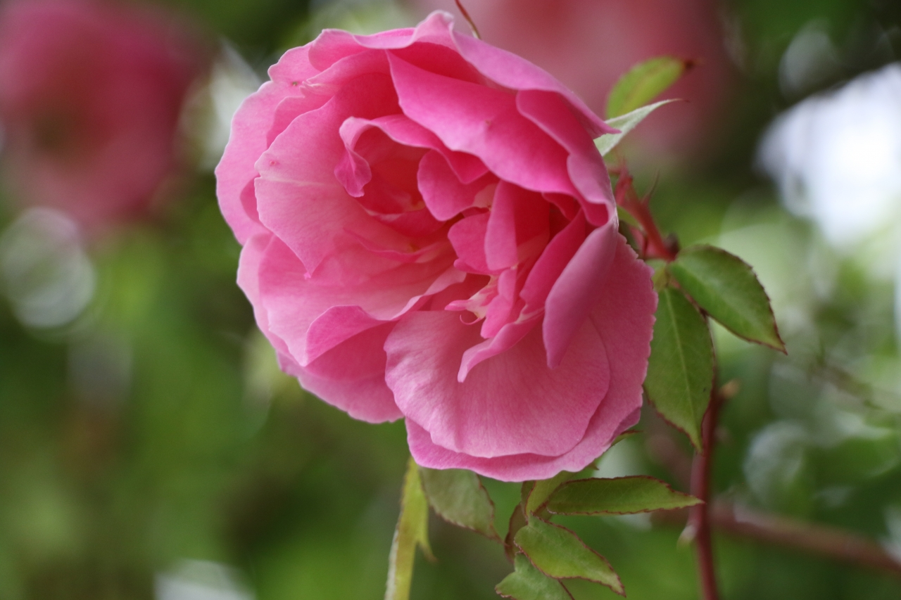 バラの状況と園内の様子 ガーデンブログ ローザンベリー多和田