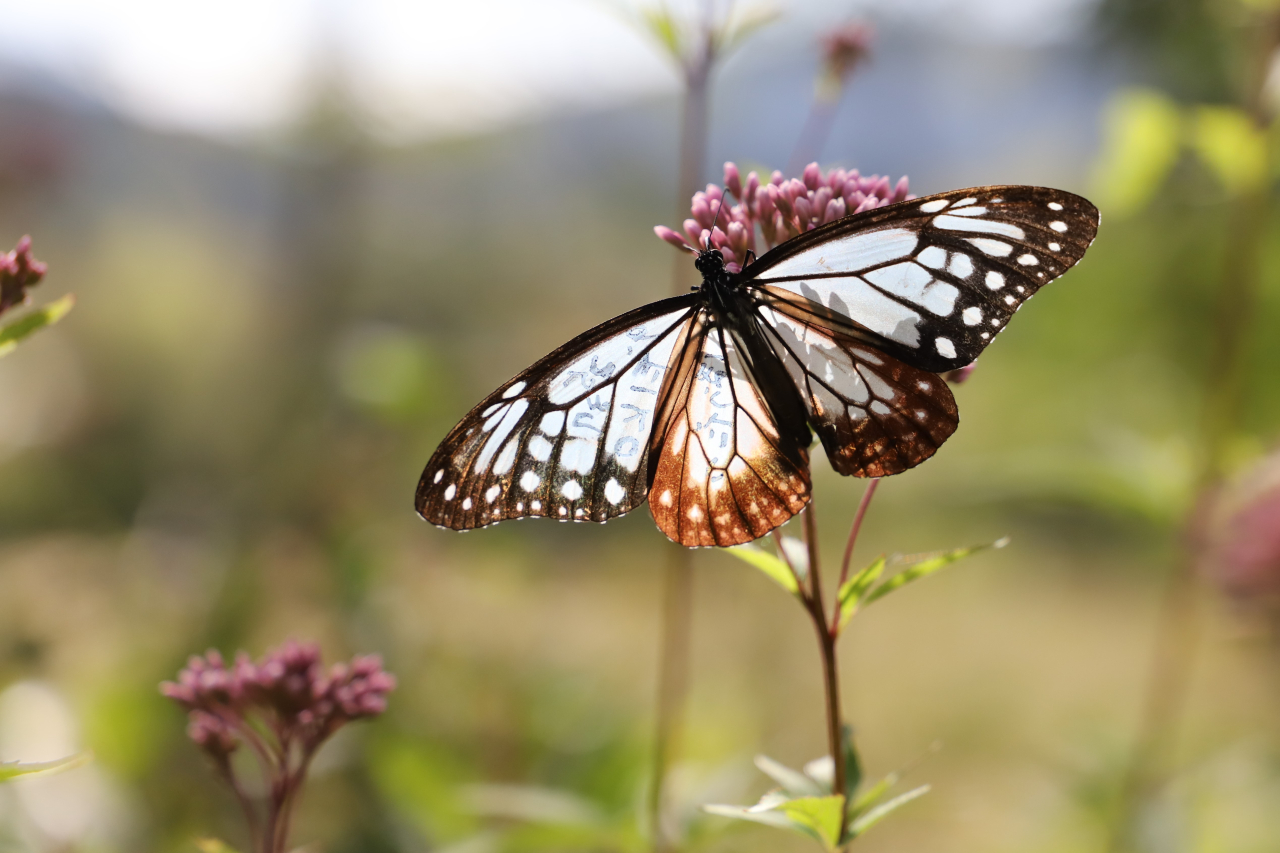 旅をする蝶々、アサギマダラがやって来ました。 | ガーデンブログ
