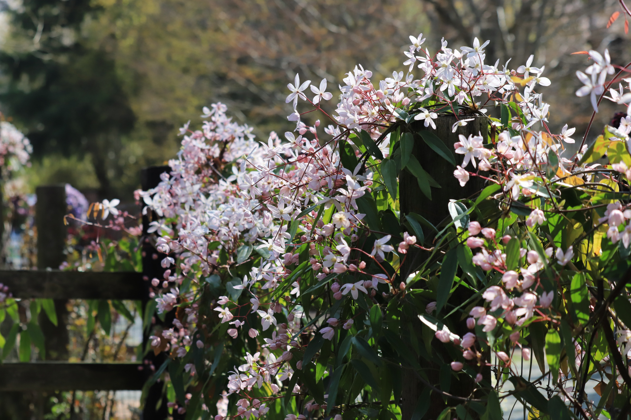 IMG_9496 - コピー