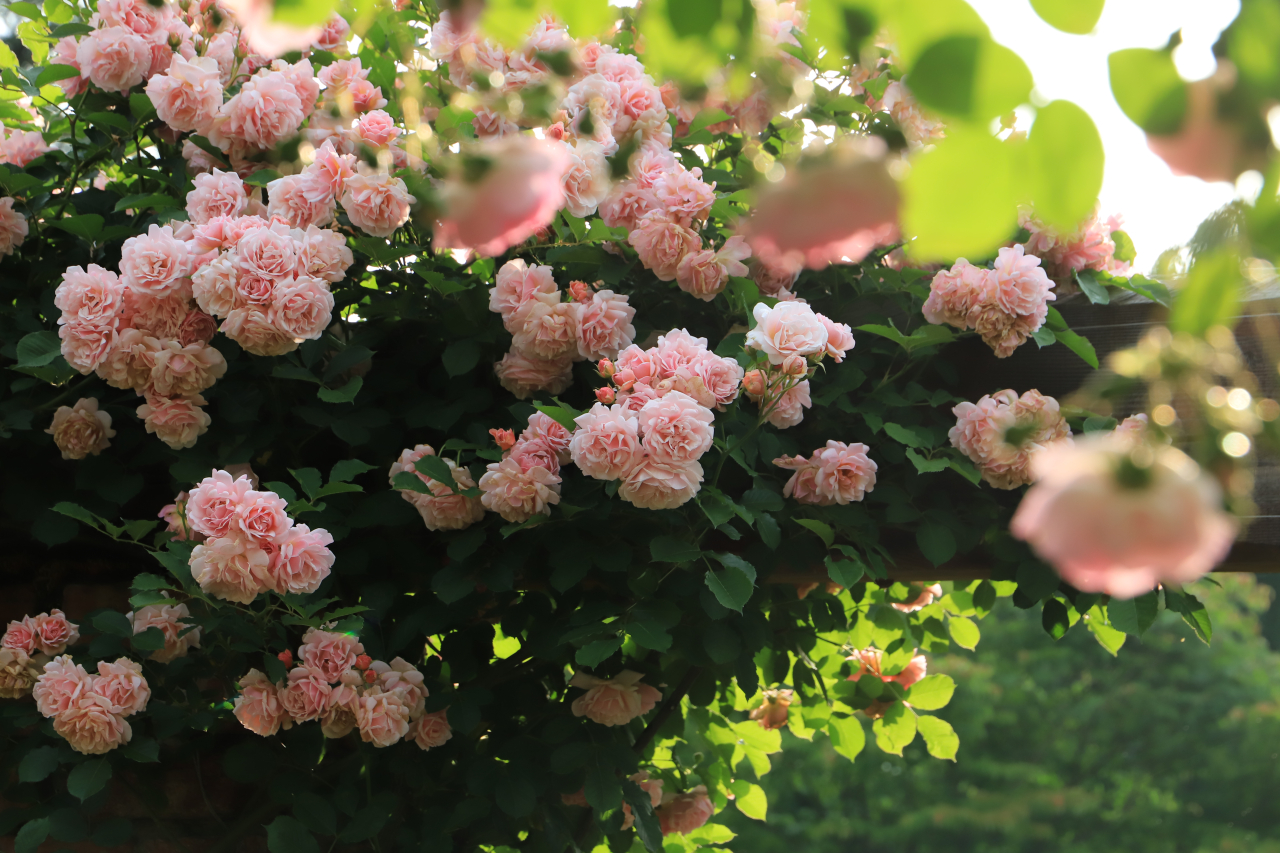 Enjoy the Rose & Pelenial Garden 2026 バラを楽しもう！