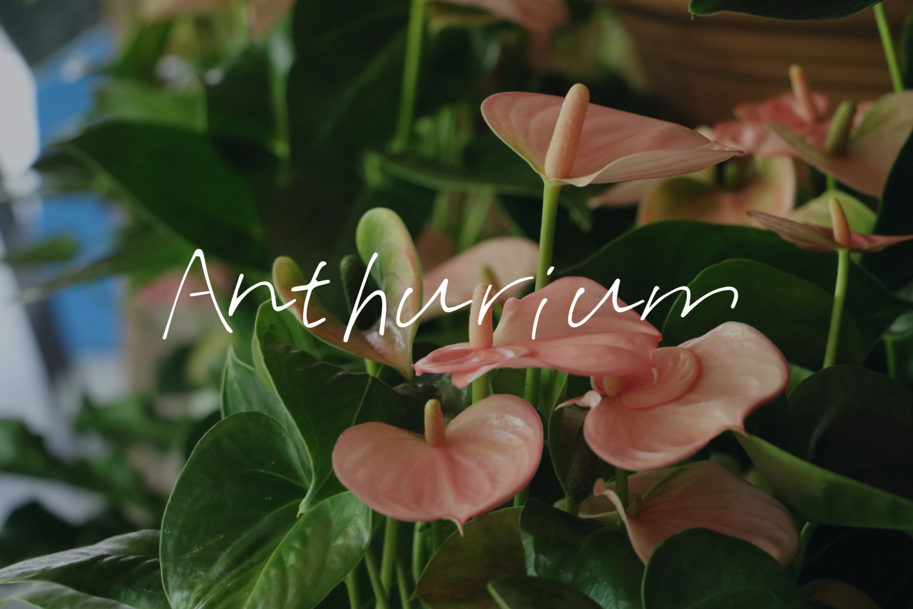 【Plantool】＼3日間限定／アンスリウム販売会