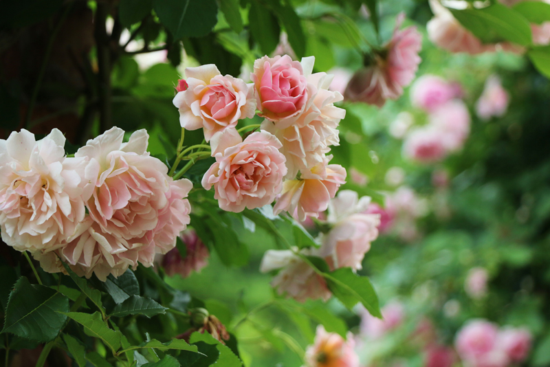 【終了】西居秀明写真展　ローザンベリーと薔薇