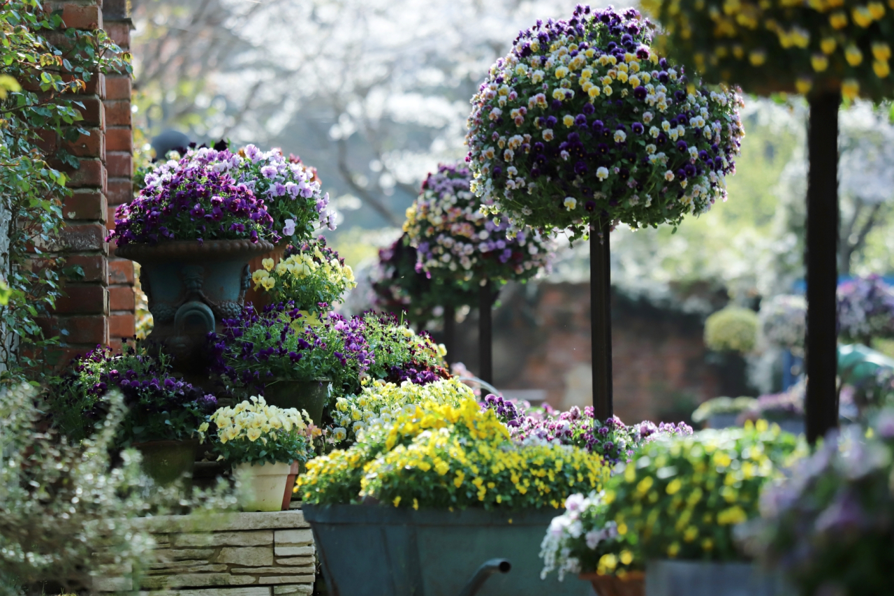 ビオラ展示風景20241203