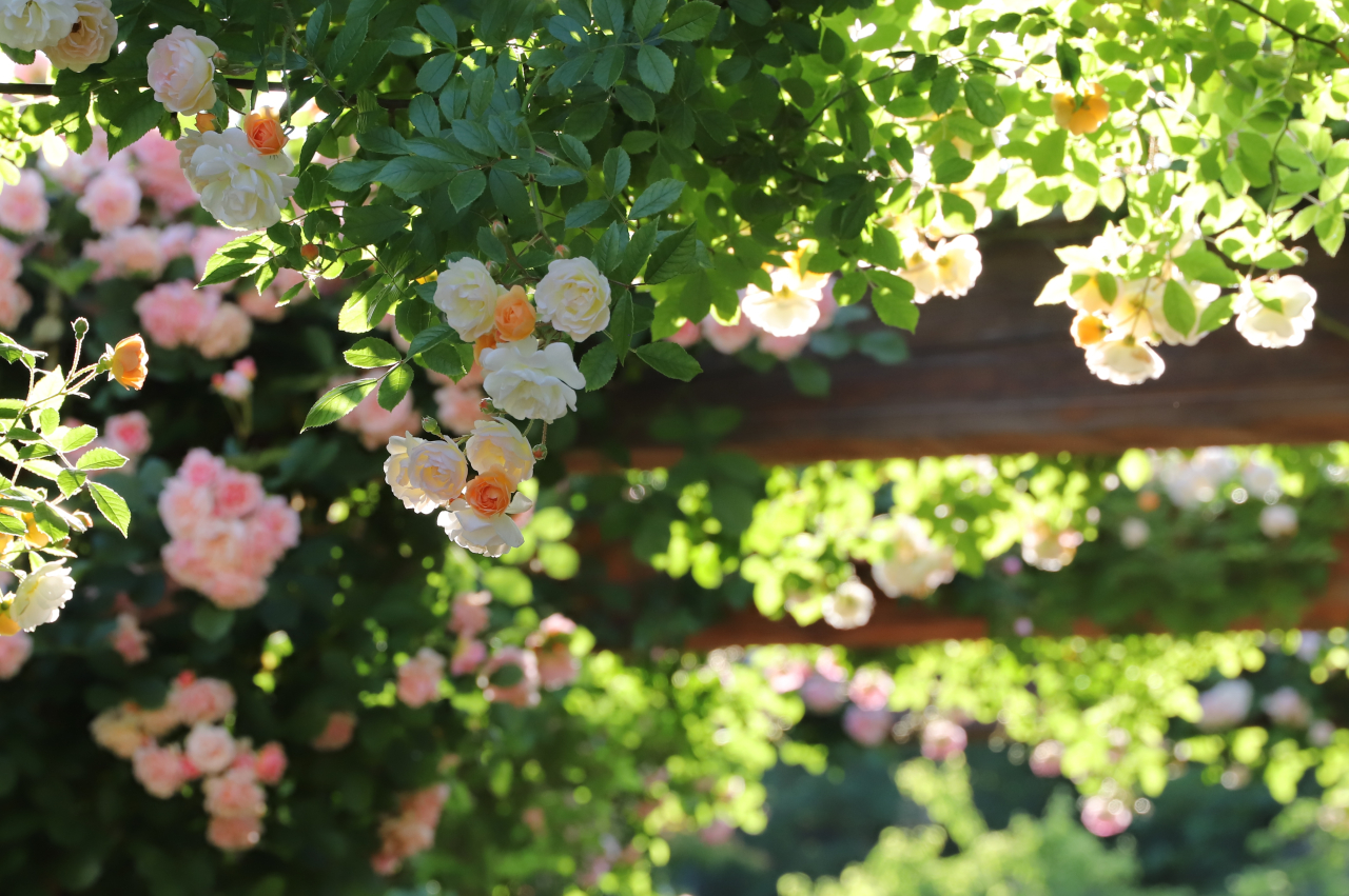 rose_レンガのパーゴラIMG_7024