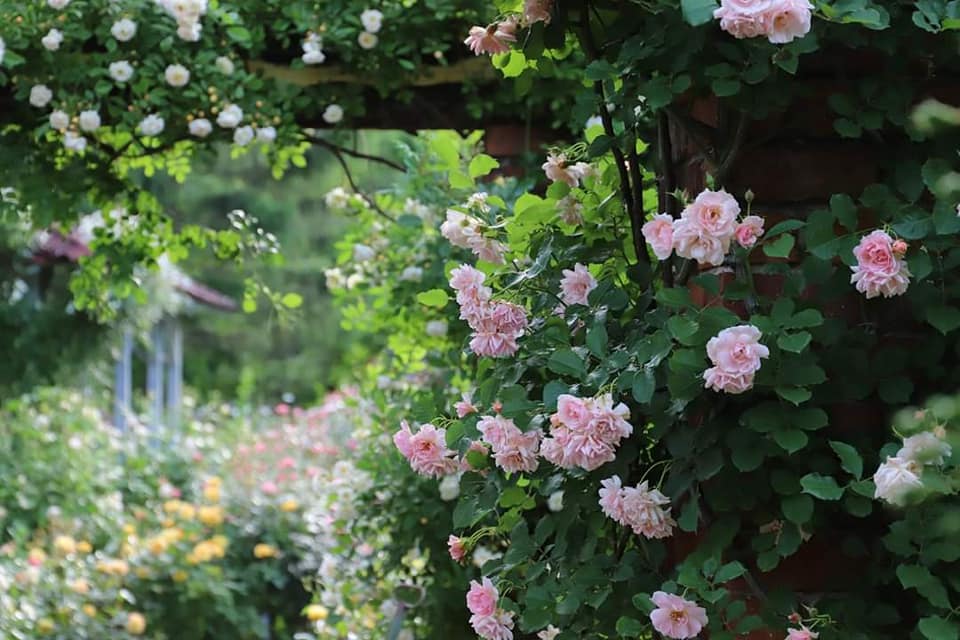 まるで絵画のような美しさ！　約400種類ものバラが咲き誇るガーデンシーズンの到来です。