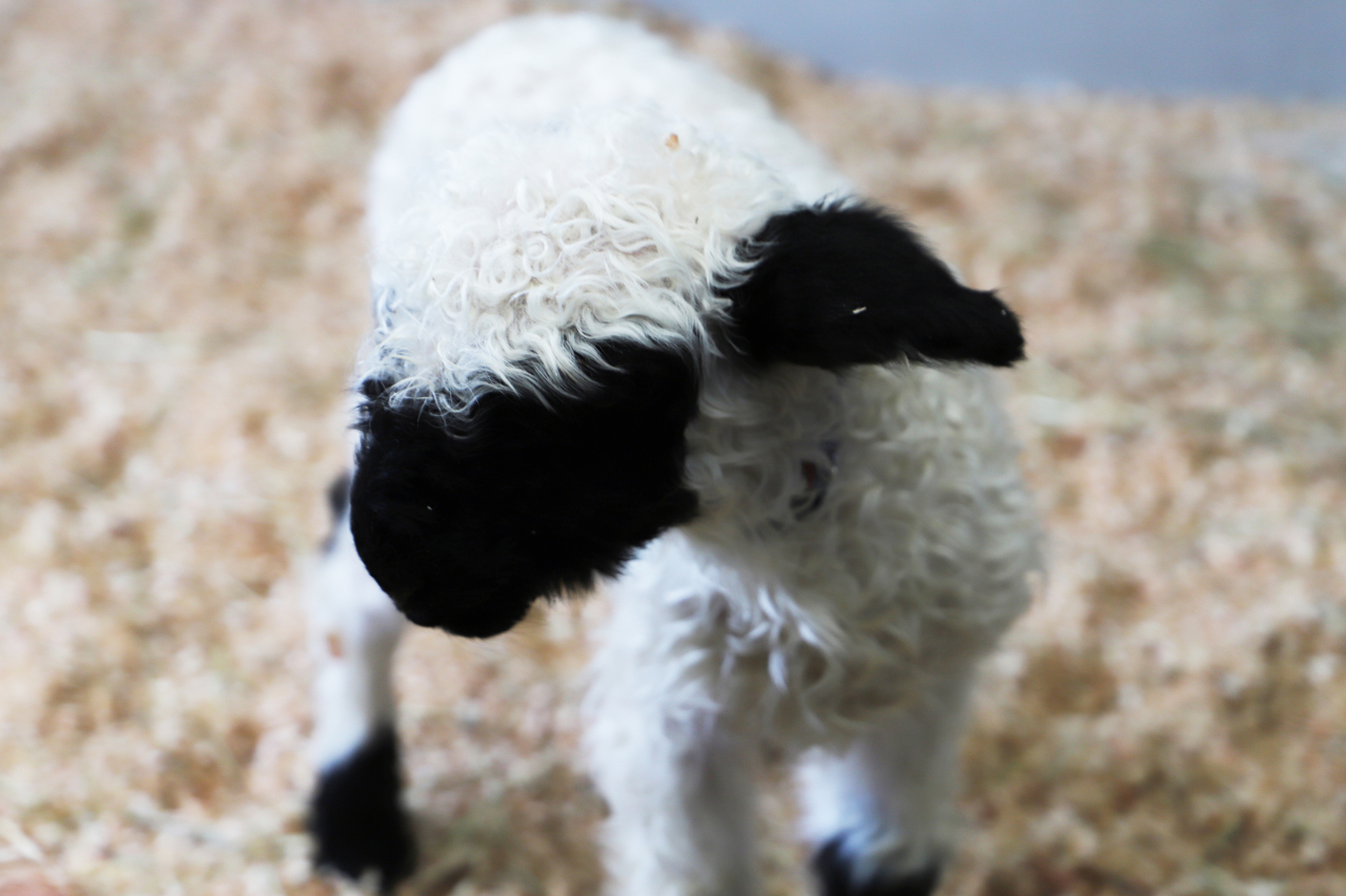 日本初！世界いち可愛い羊の赤ちゃんが３頭、誕生しました！