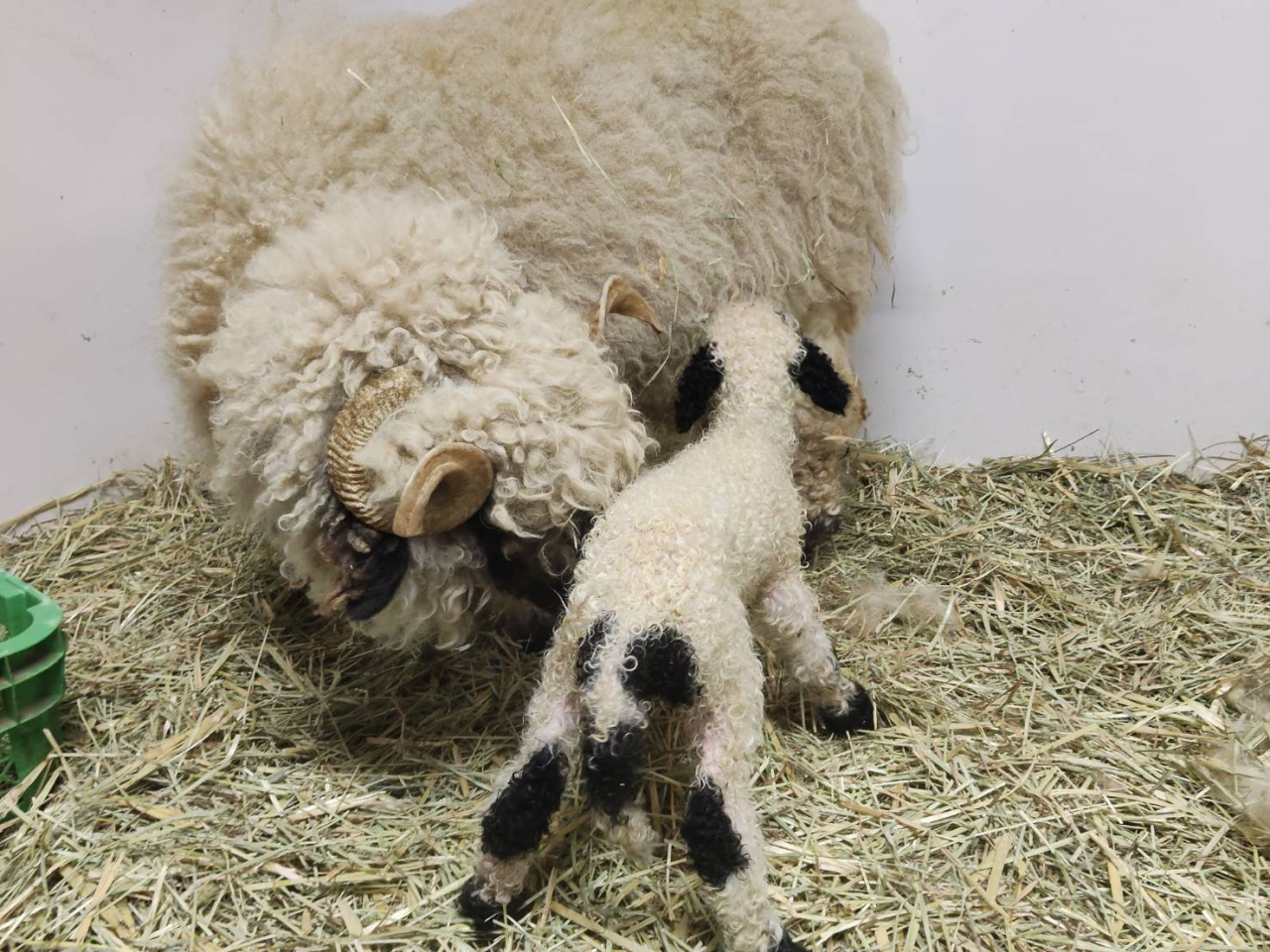 1日目_606331650917270520