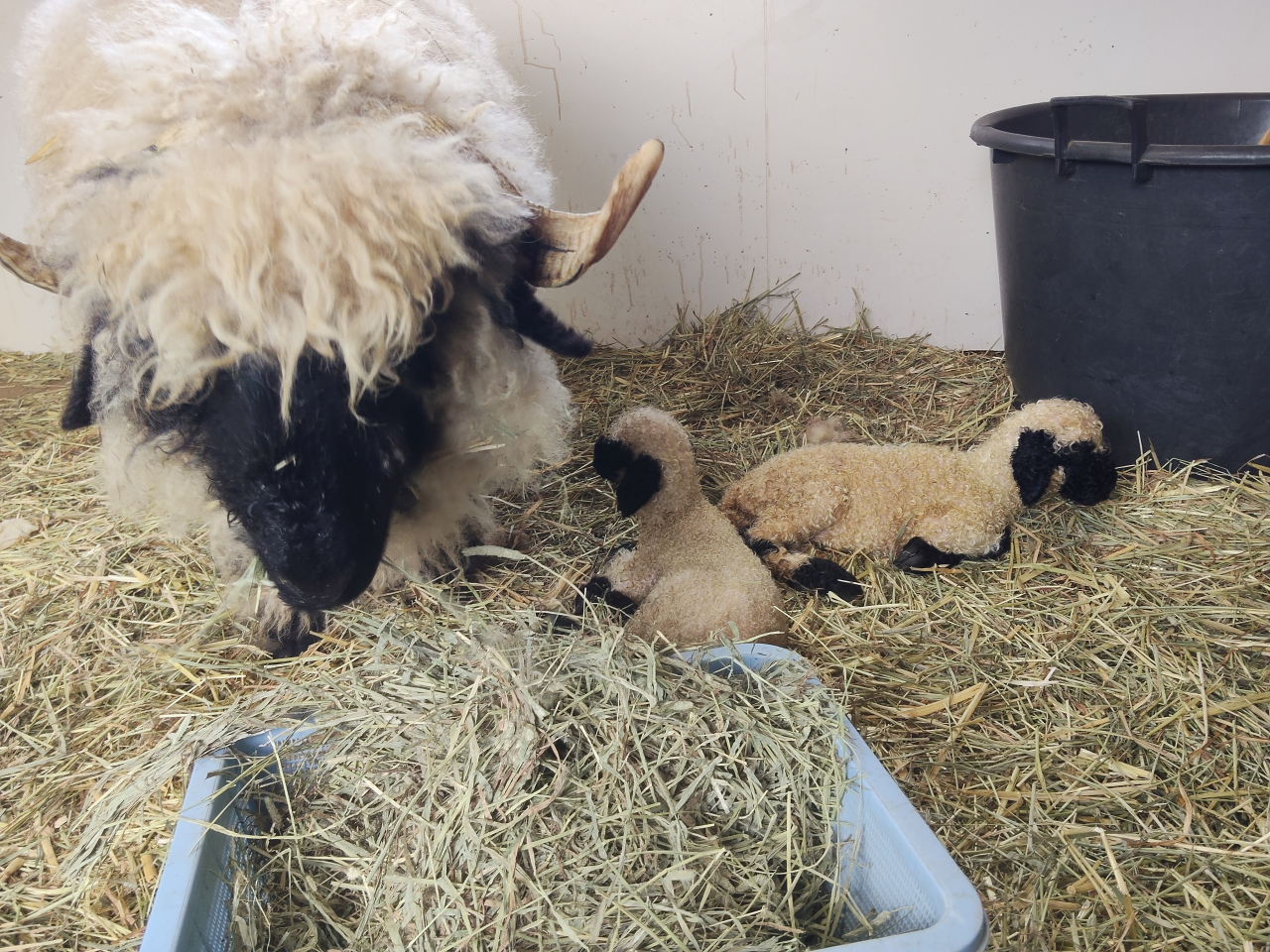 ＼双子の羊の赤ちゃんが生まれました／　仔羊が３頭になりました
