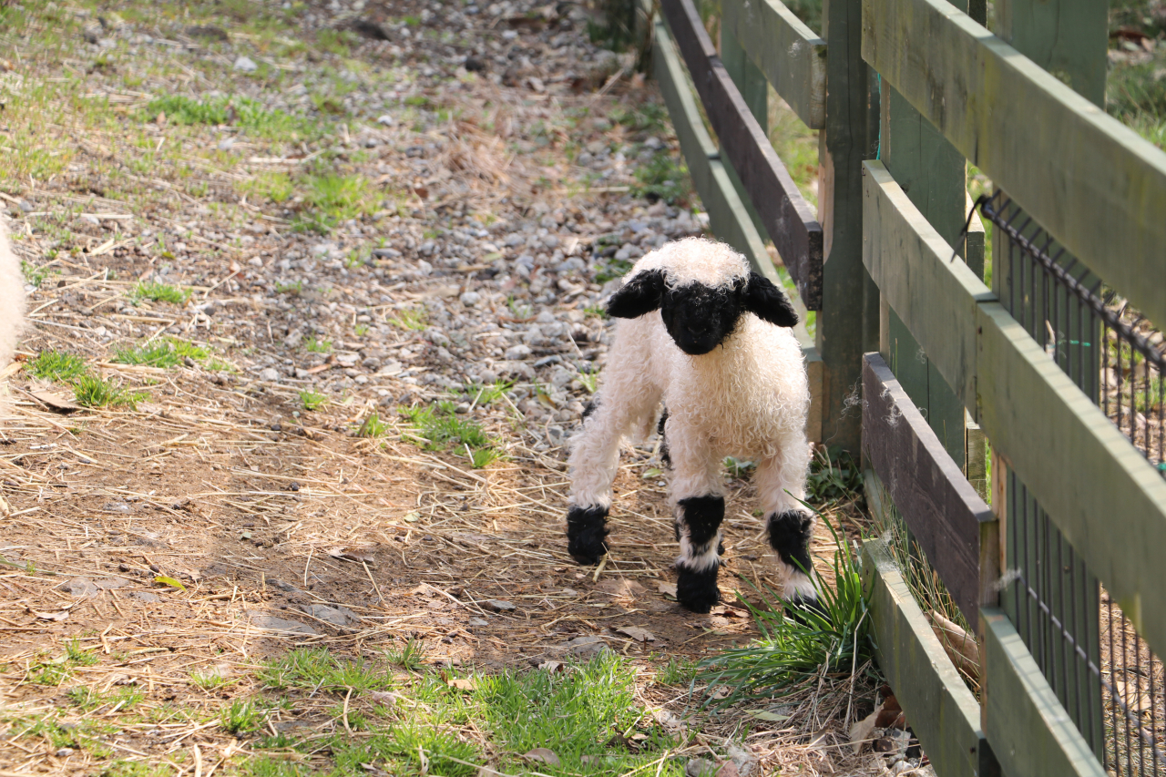 ＼羊の赤ちゃんが生まれました／　4/3(金)からお披露目予定です