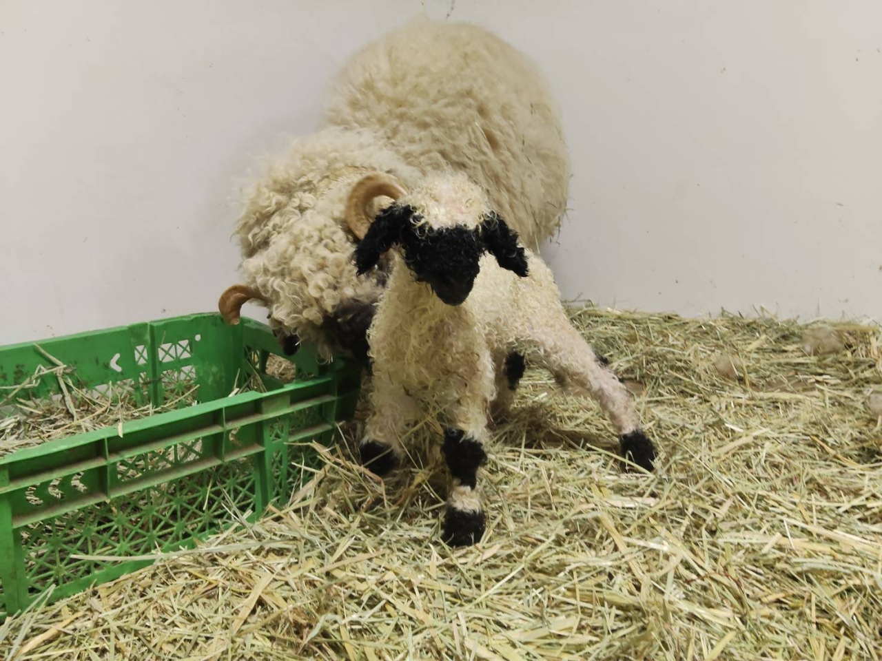 ＼羊の赤ちゃんが生まれました／