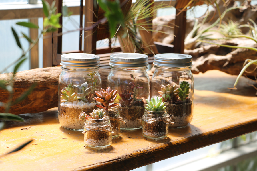 terrarium (1)